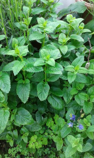 Lemon Balm