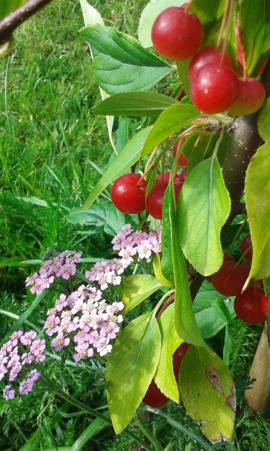Berries and yarrow