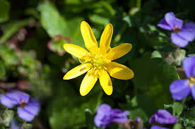 celandines