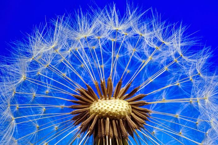dandelion clock