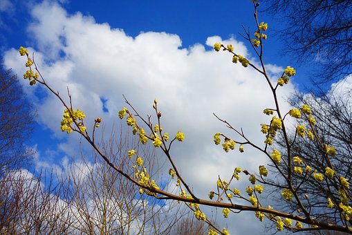 forsythia