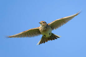 skylark