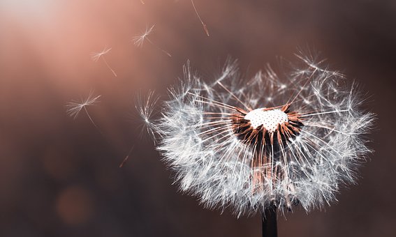 dandelion-3416140__340