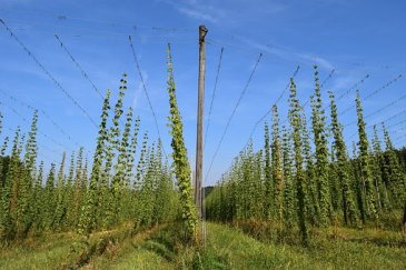 hop fields