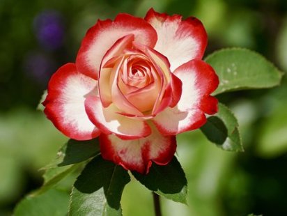 rose-2417334__340