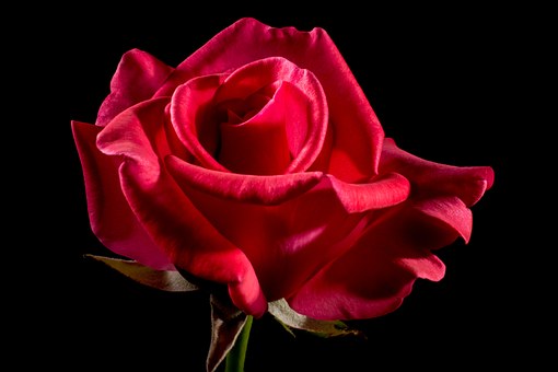 red-rose-320891__340