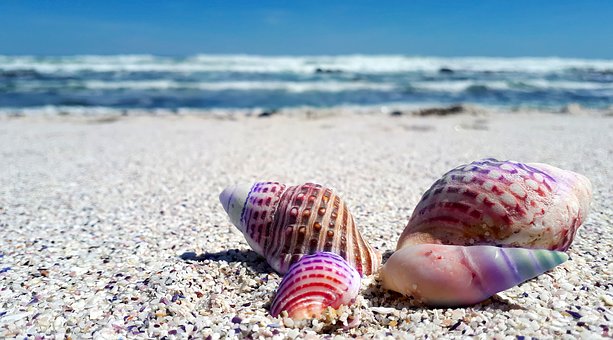 seashell-2821388__340