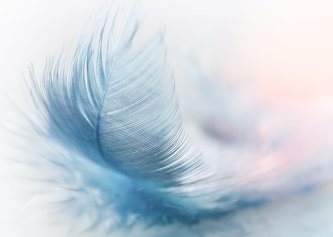 feather-3010848__340