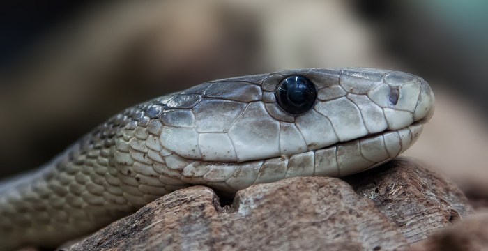 black-mamba-653644_1920