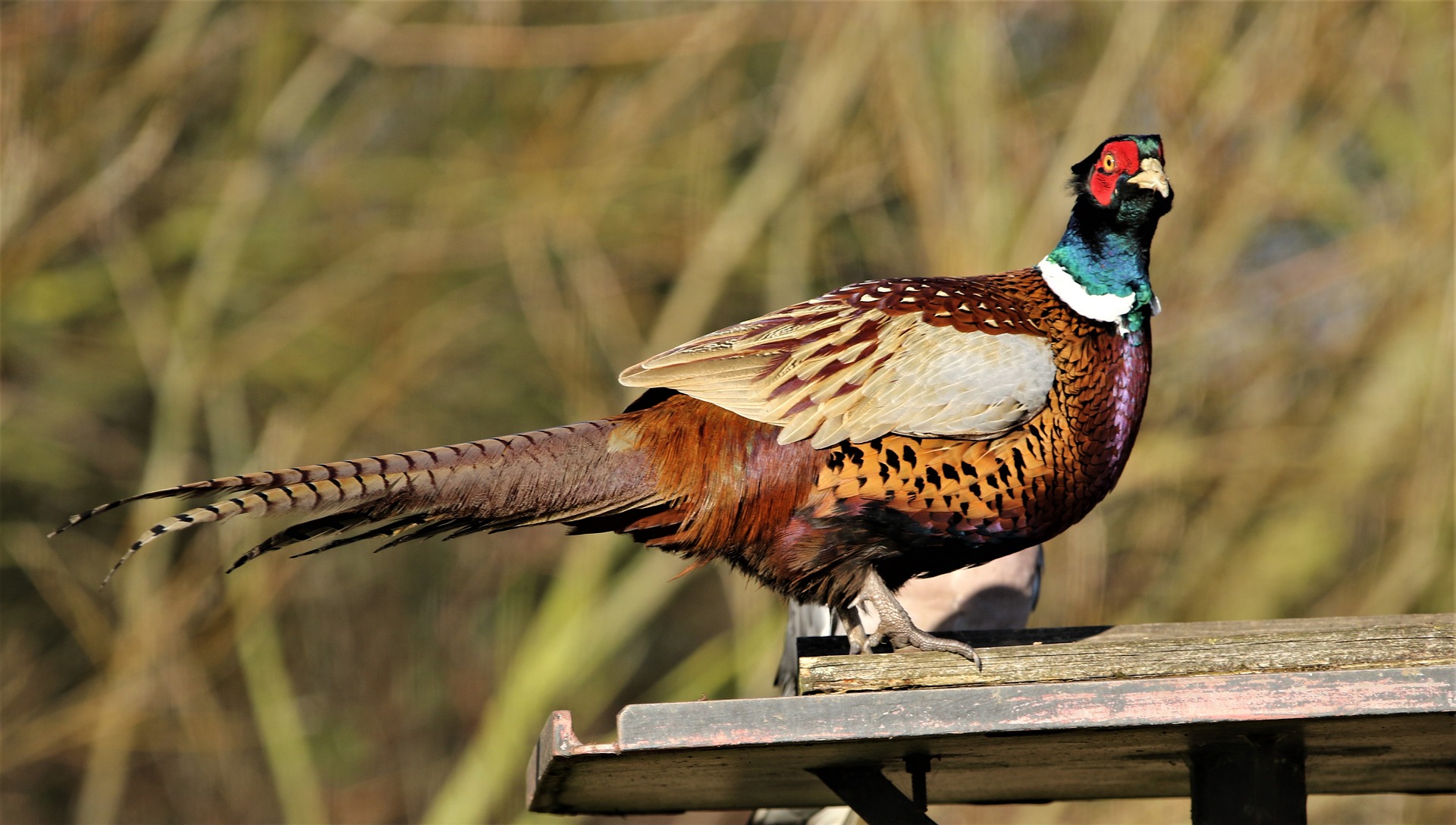 pheasant-3971267_1920